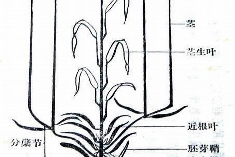 水肥可以打叶面肥吗