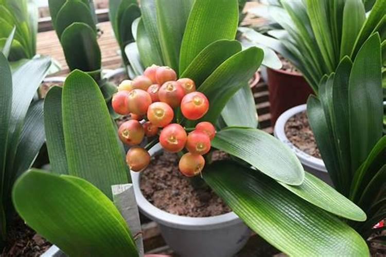 复合肥可以浇君子兰吗