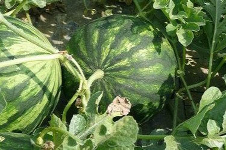 磷酸二氢钾 药物生长液怎样识别真假肥纳入国家科研管理治理攻略百度...