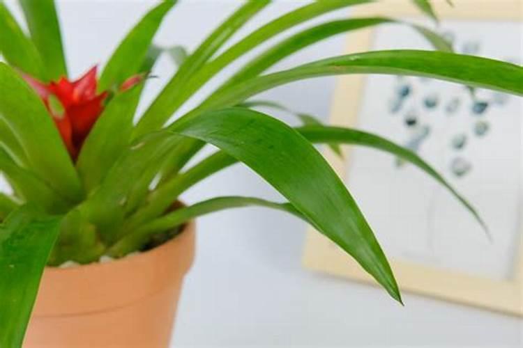 鸿运当头花如何养护