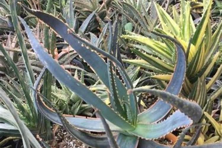 该怎么给芦荟施肥该施什么肥