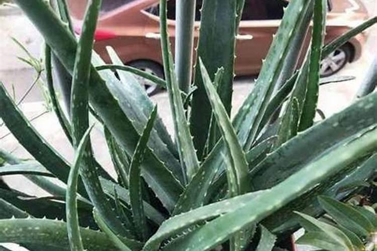 该怎么给芦荟施肥该施什么肥