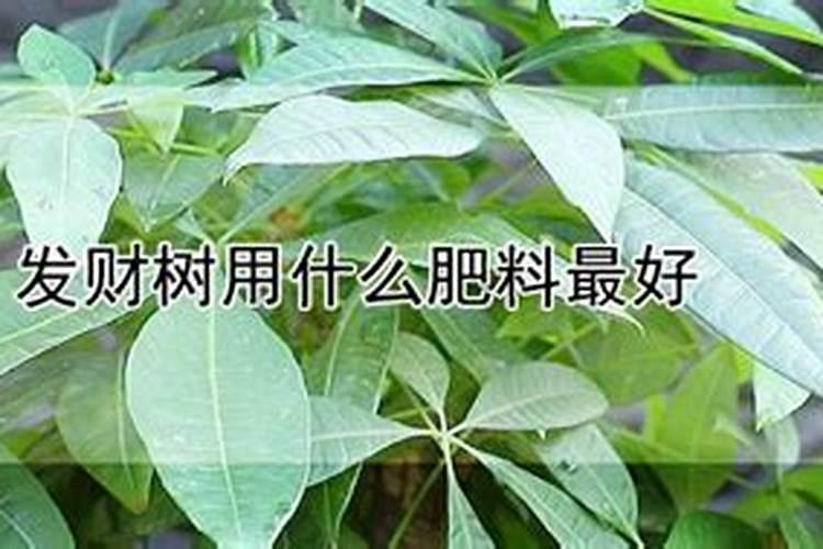 花生叶面肥雨前打好还是雨后打好？