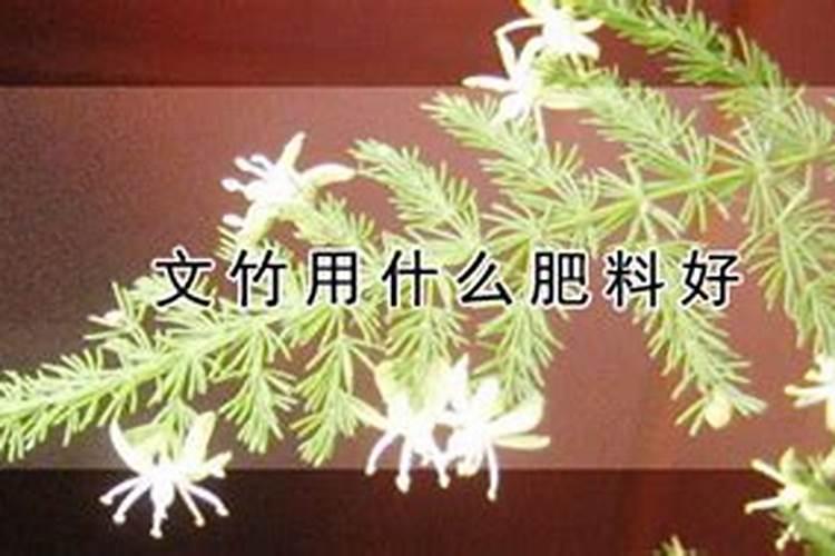 文竹施什么肥长得好