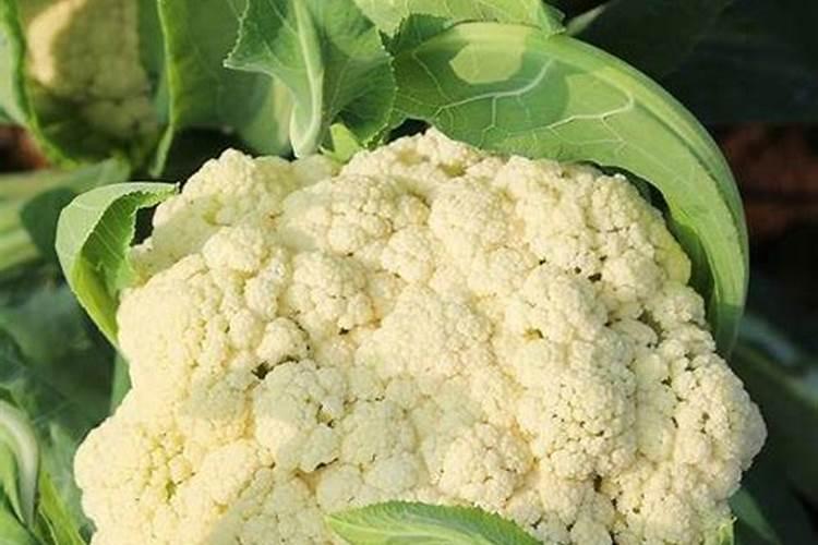 种花菜用什么肥料最好