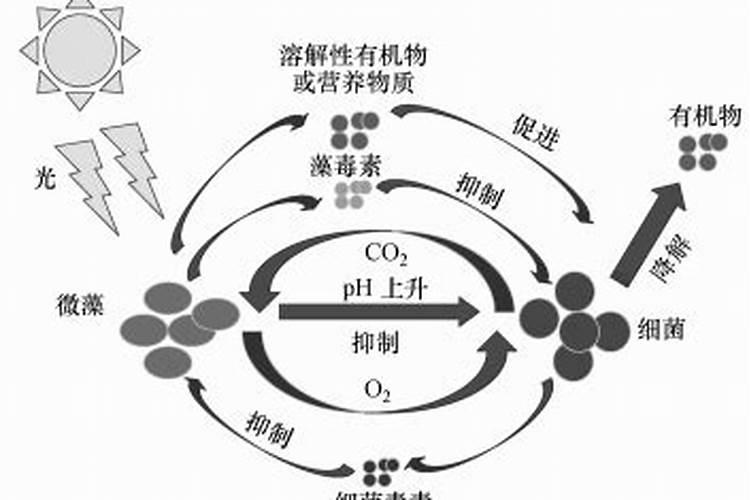 所有植物都有固氮作用吗