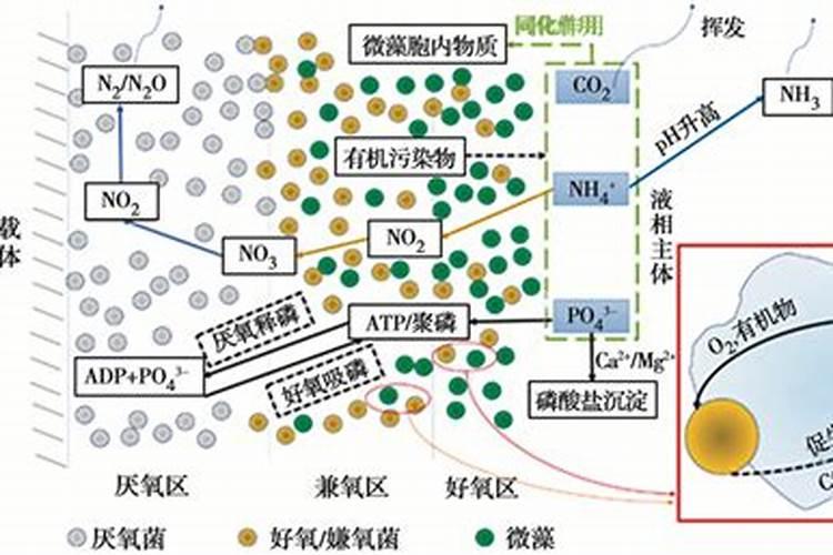 地衣的作用是什么？