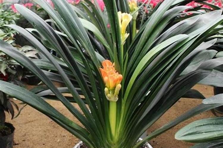 君子兰怎样浇水施肥