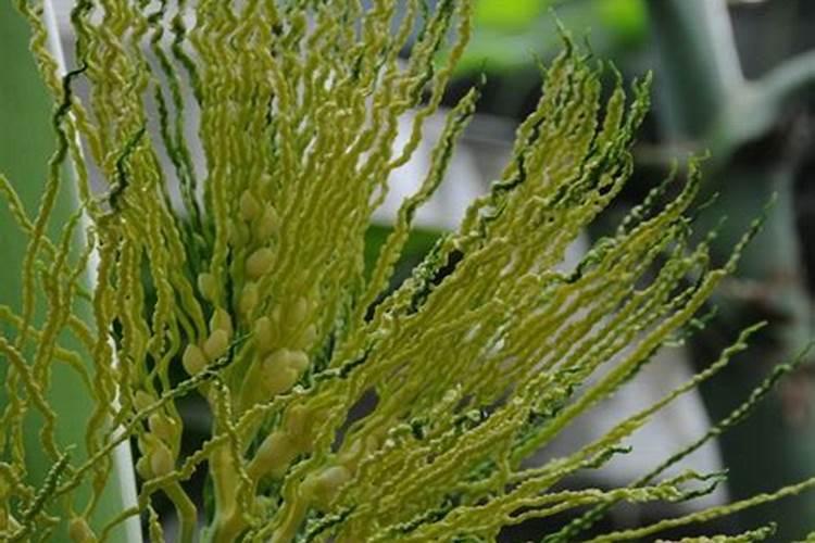 槟榔用什么肥才会根大？