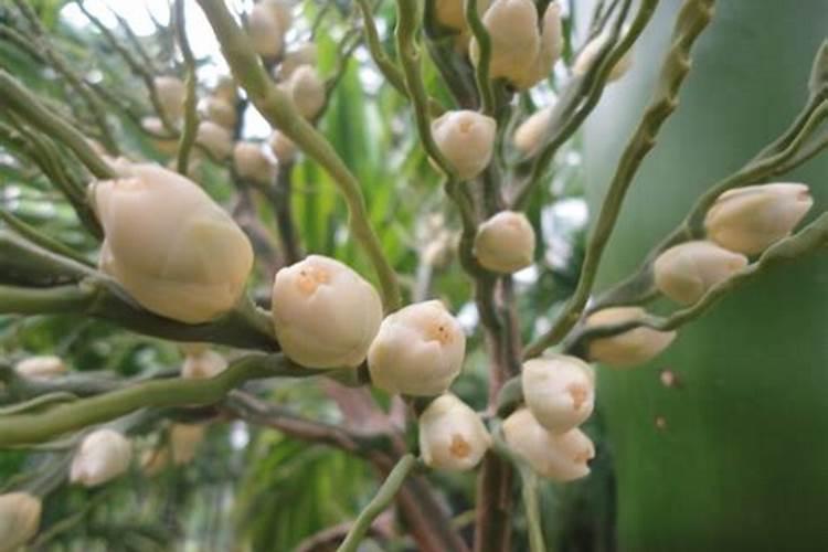 槟榔施什么钾肥才能达到高产