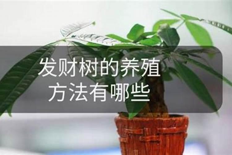 发财树秋天怎么浇水施肥