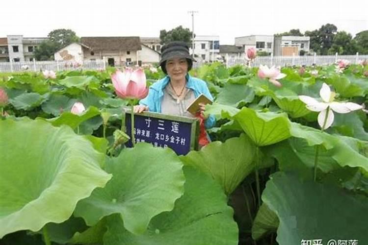 “太空莲”怎样种植？