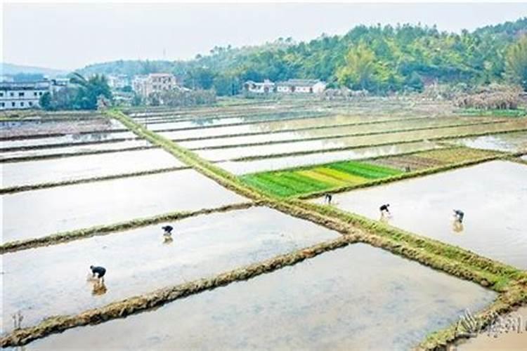 早熟莲藕怎样种植