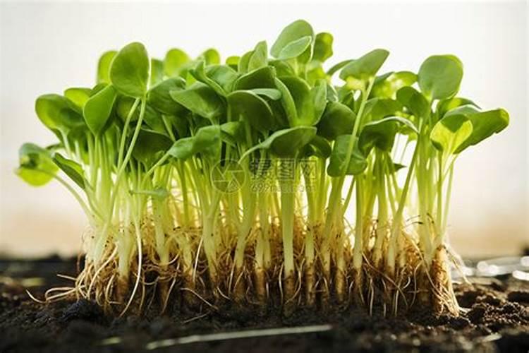 碳酸氢铵能否随水冲施