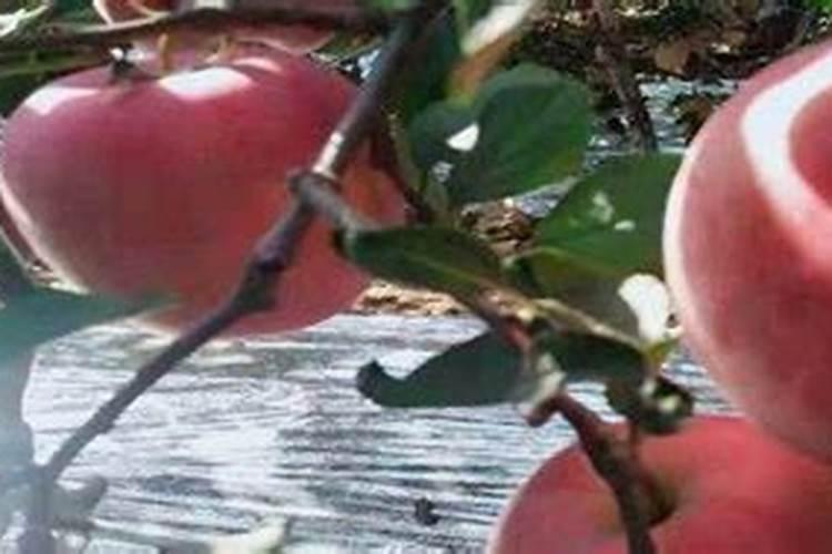 苹果树施肥最佳时间和方法及配方