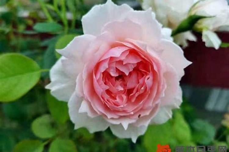 月季花多久施肥一次比较好