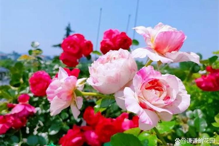 月季花多久施肥一次 月季花如何修剪