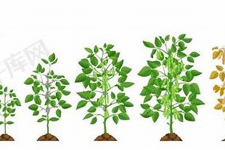 大豆用什么肥料最好