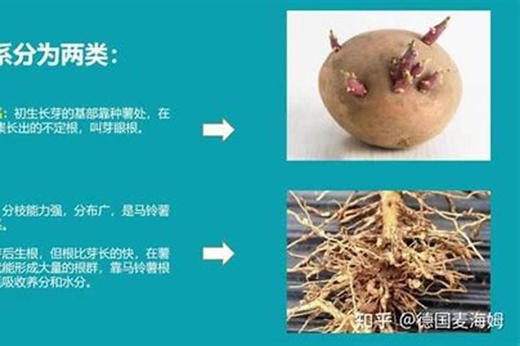 有什么化肥可以促进植物生根长叶？