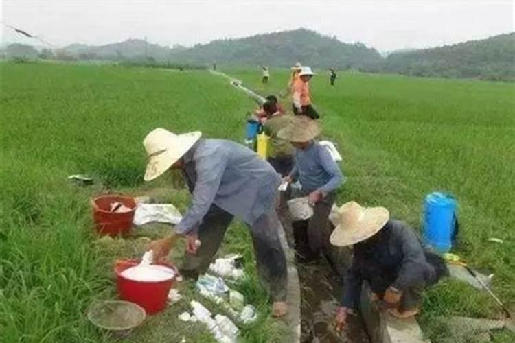 喷过量的叶面肥种植物会怎么样