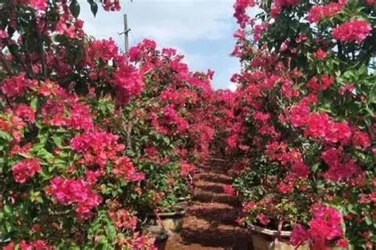 三角梅肥料不足浇什么肥料