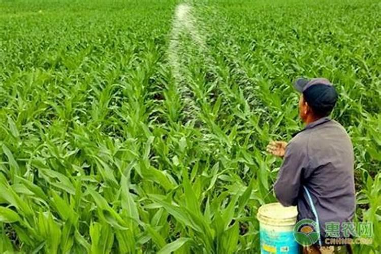 花草什么时候施肥最好 花草施肥时间