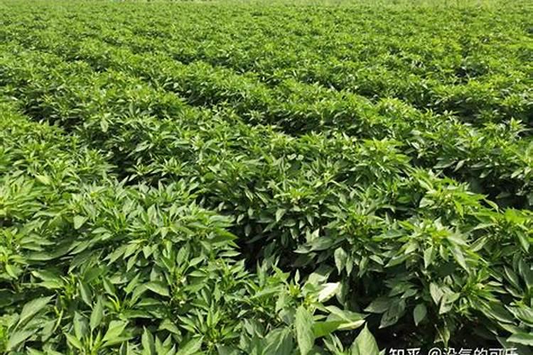 种辣椒用什么肥料最好