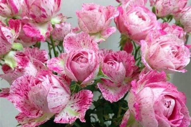 鱼蛋白水溶肥可以浇什么花？