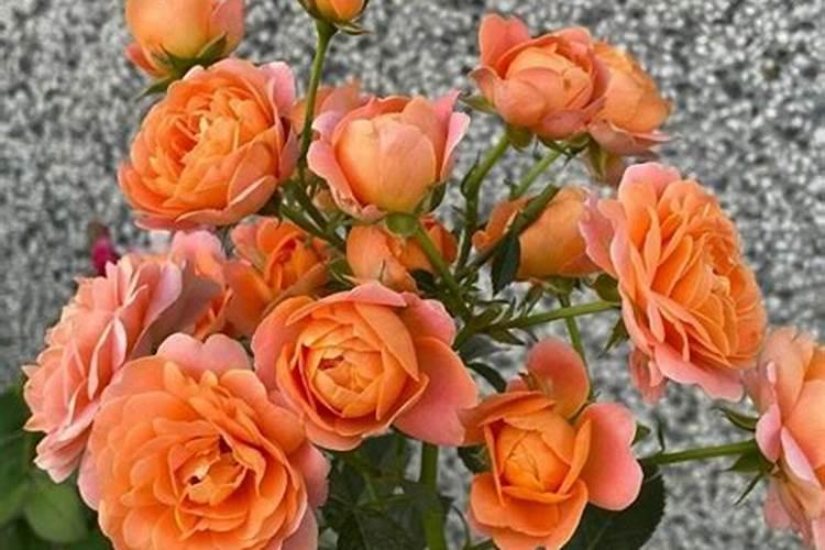 过期蛋白粉怎么处理不浪费