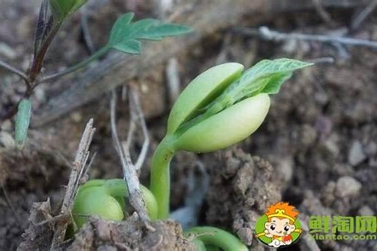 如何种植秋豆角？怎样才能高产呢？