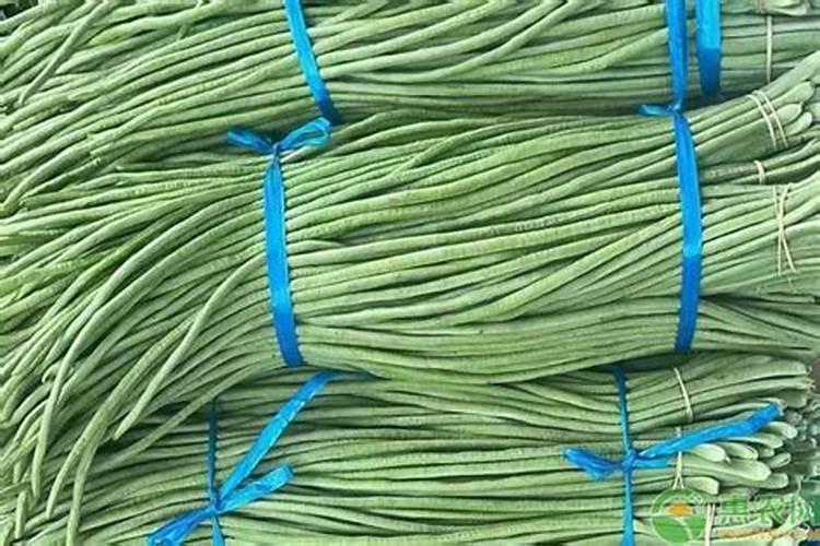 秋黄豆什么时候种植。8月份能种黄豆吗？