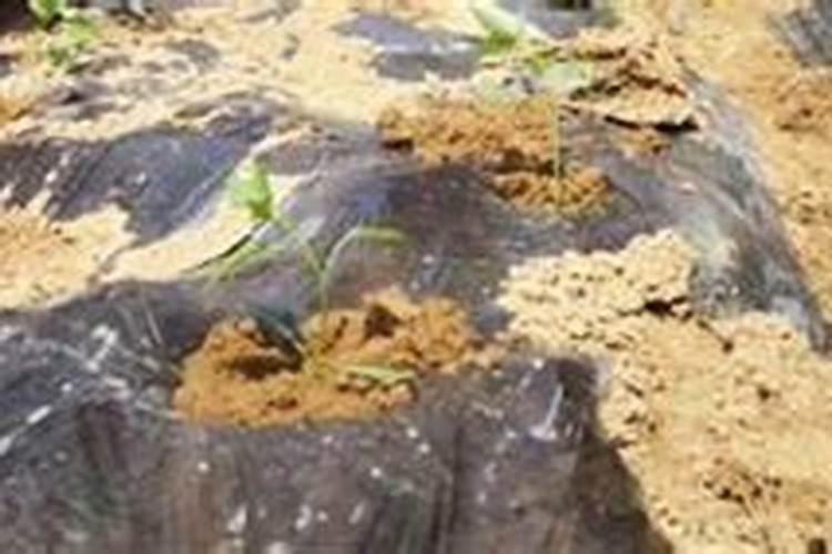 露地栽培朝天椒如何进行整地施肥？