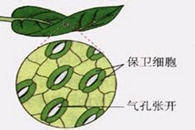 兰科植物晚上打开气孔吗 所以晚上喷施叶面肥？