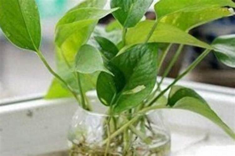 绿萝施肥需施什么肥料？