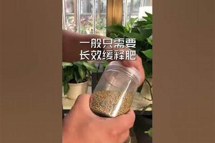绿萝施氮肥多少比例