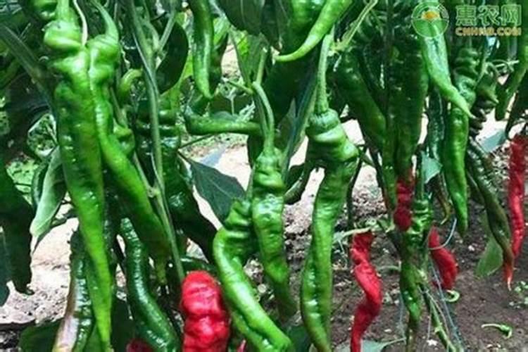 辣椒施肥,要哪种肥比较好