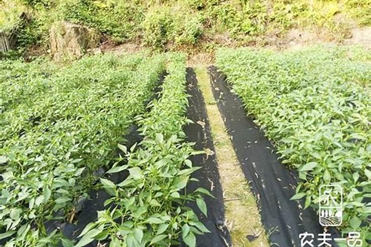 辣椒除草剂打到辣椒上没事吧 辣椒除草剂什么时候打合适