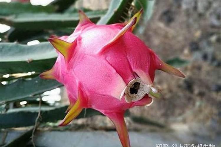 果树火龙果膨果增甜用什么叶面肥？这个火龙果专用叶面肥,果个大、甜度...