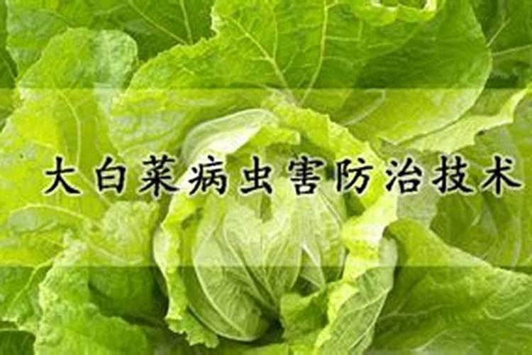 白菜用什么肥料长得快