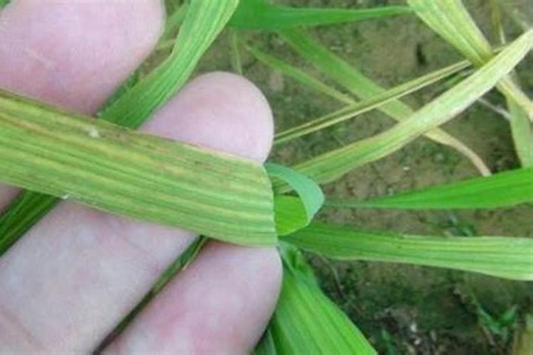 农作物不重视补钙容易出现哪些生理病害？如何提前防范？