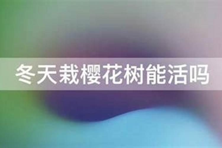 樱花秋季养护的要点,必须要牢记以下5点