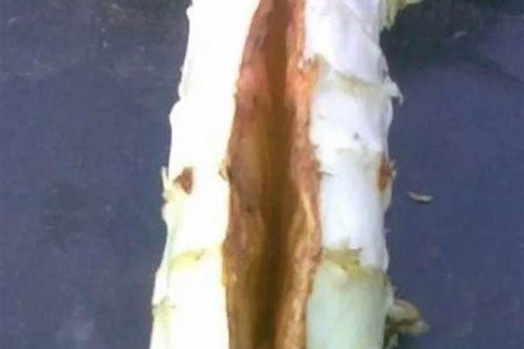 请问专家们莴笋茎基部开裂怎么治