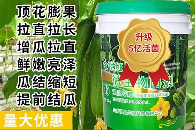冬季暖棚黄瓜怎么施肥产量高？