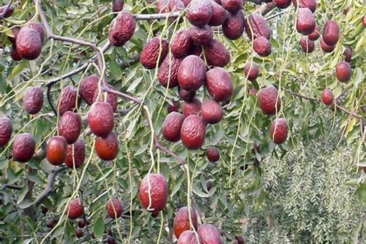 如何提高红枣出干率