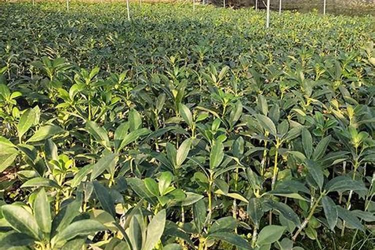 刚种的八角苗放什么肥料