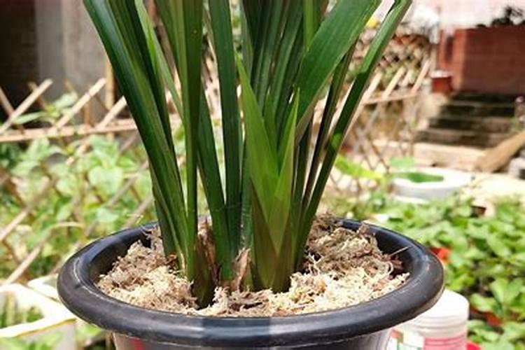 兰花开花时可以施肥吗