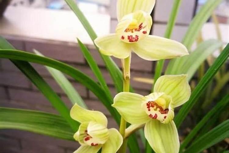 兰花花期如何管理