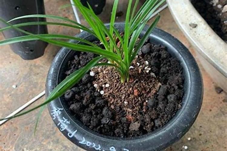 兰花花期可以施肥吗