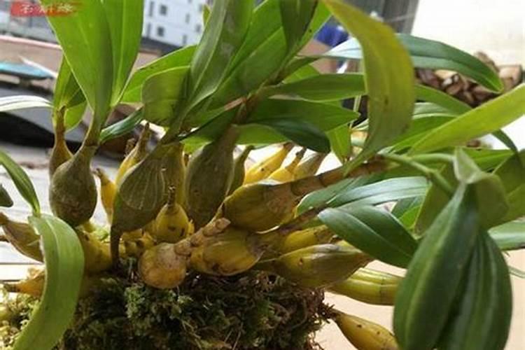 鼓槌石斛怎样养的壮 关于鼓槌石斛怎样养的壮