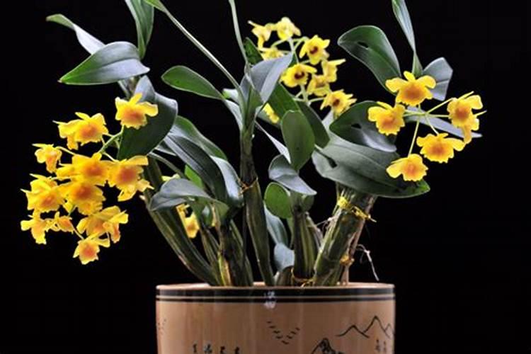 鼓槌石斛花苞怎么样才种的好 鼓槌石斛花苞种植的方法